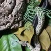 granite checkered garter snake