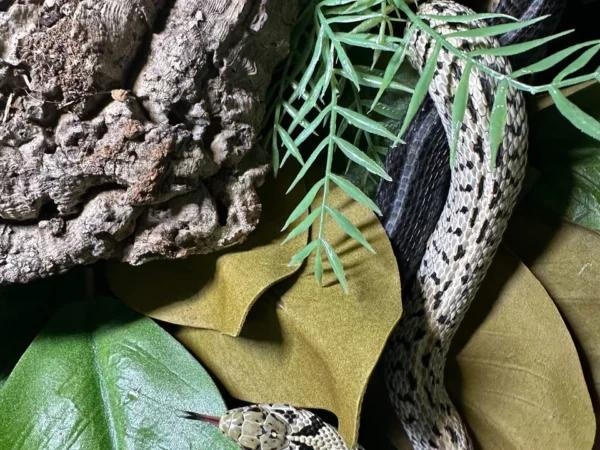 granite checkered garter snake