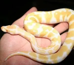 Albino Pastel Ball Python