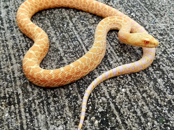 Albino Bull Snake