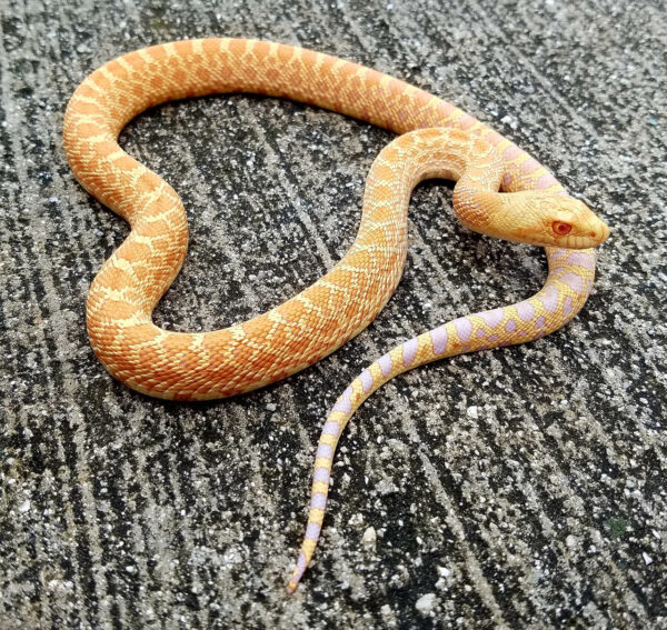 Buy Albino Bull Snake