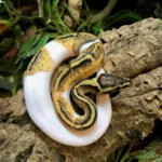 Pastel pied ball python