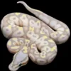 Banana Pastel Ball Python