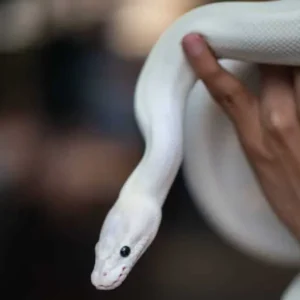 Black Eyed Leucistic Ball Python for sale