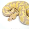 Candy Ball Python