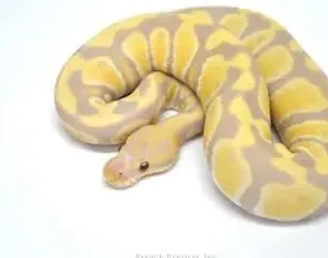Candy Ball Python