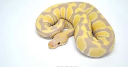 Candy Ball Python