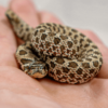 western hognose snake