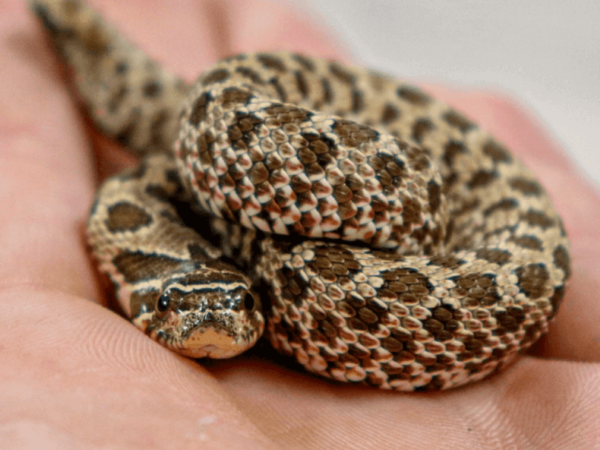 western hognose snake