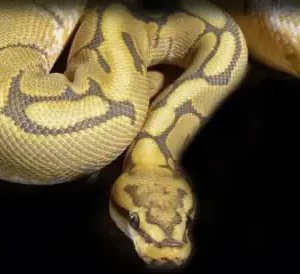 honeybee ball python