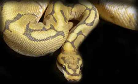 honeybee ball python