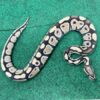 axanthic ball python