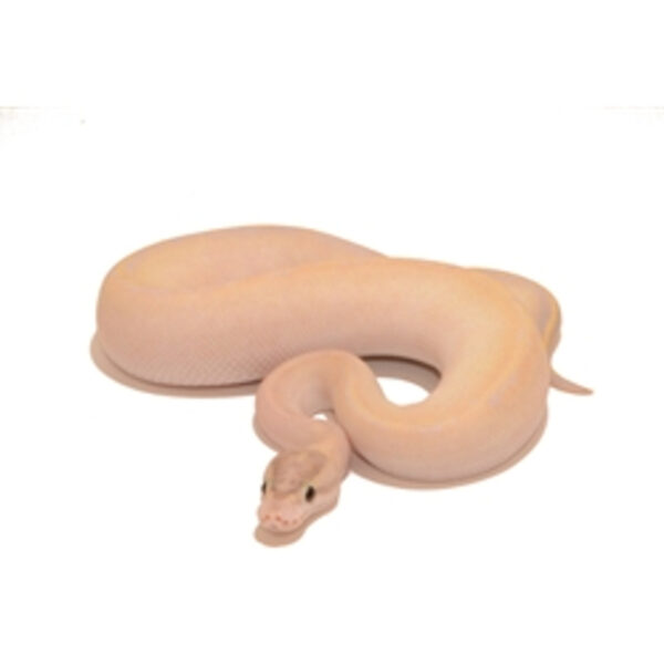 ivory ball python