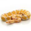 albino ball python