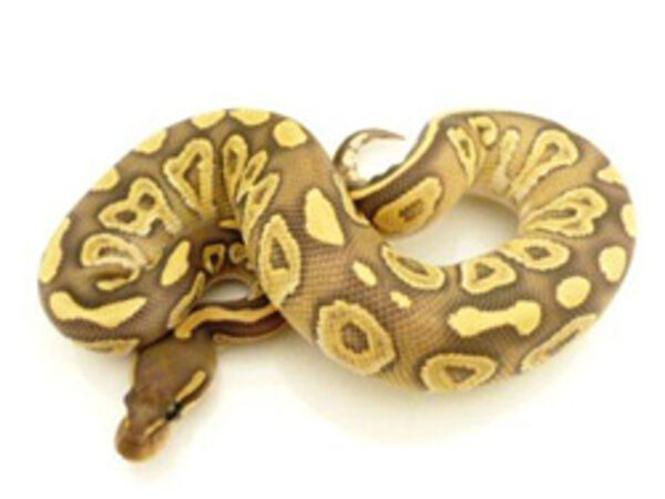 mojave ghost ball python