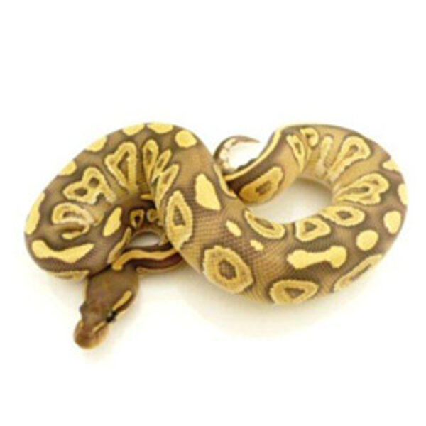 mojave ghost ball python