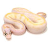 pastel ivory ball python