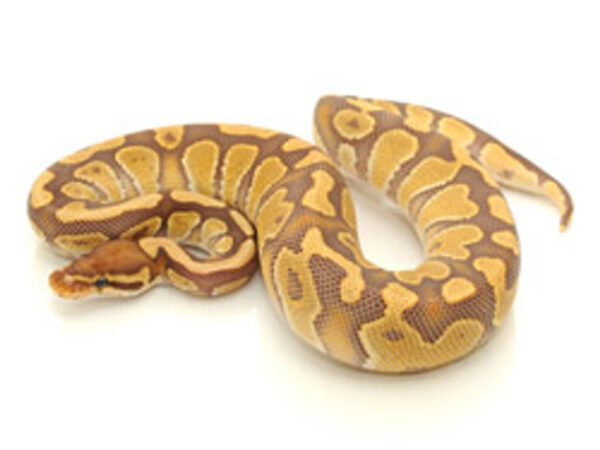 caramel ball python