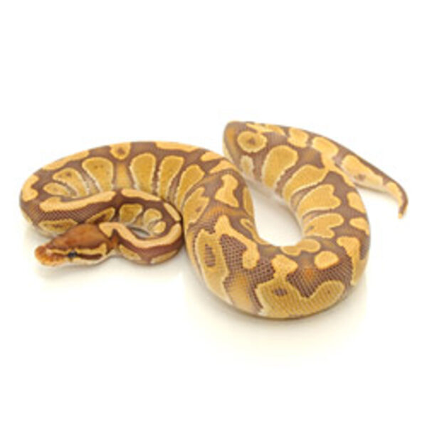 caramel ball python