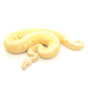 albino pewter ball python
