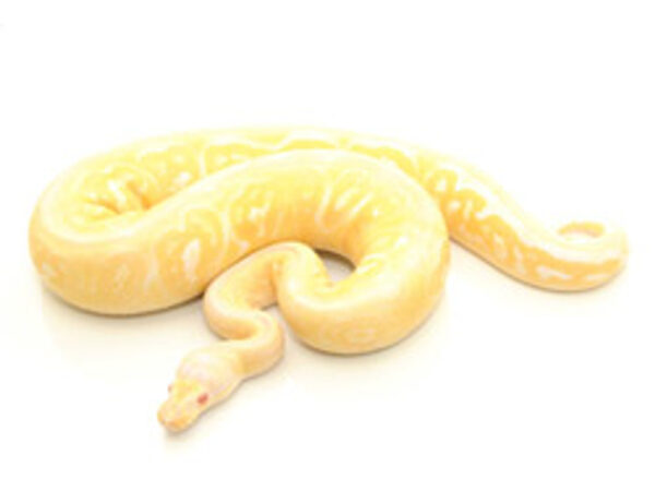 albino pewter ball python