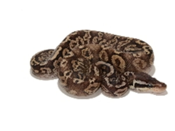 pewter ball python