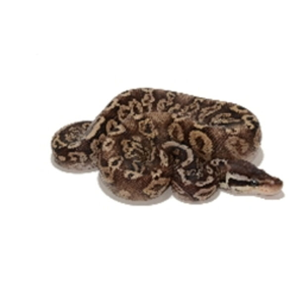 pewter ball python