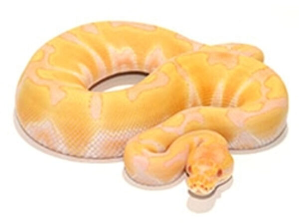 Albino Enchi Ball Python