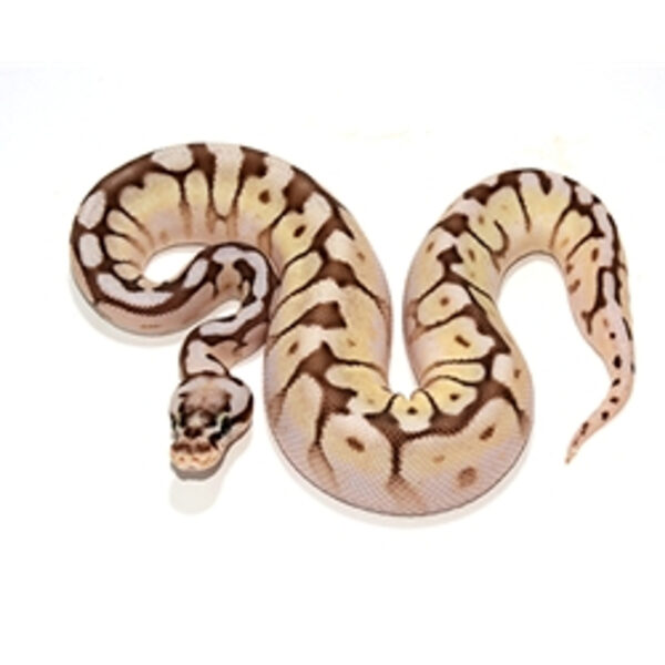 queen bee ball python