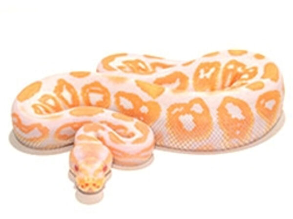 albino black pastel ball python