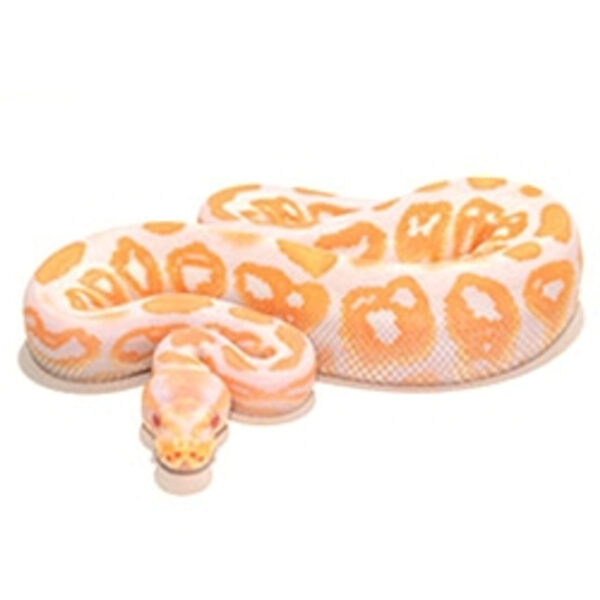 albino black pastel ball python