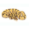 Enchi Desert Ghost Ball Python