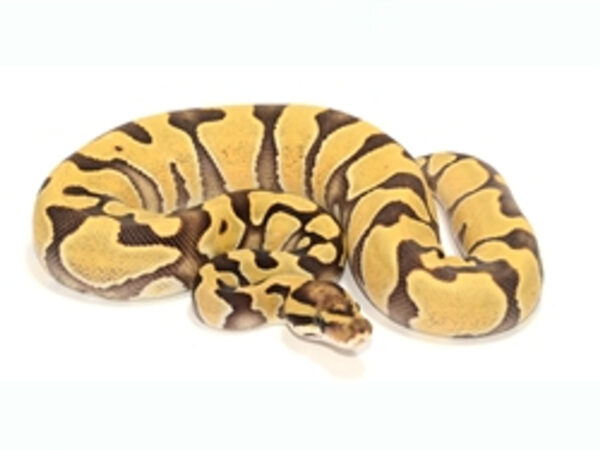 Enchi Desert Ghost Ball Python