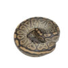 Black Pastel Ghost Ball Python