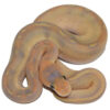 mimosa ball python