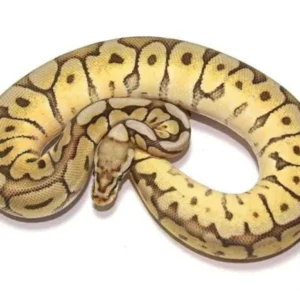 spider ball python