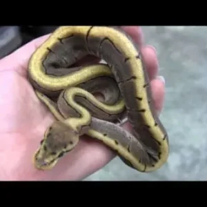 spinner ball python