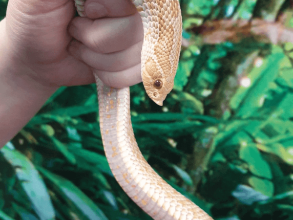 Albino Western Hognose Snake