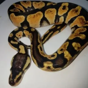Yellow Belly Ball Python for sale