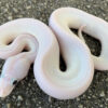 Black Eye Leucistic Ball Python for sale (Python regius)
